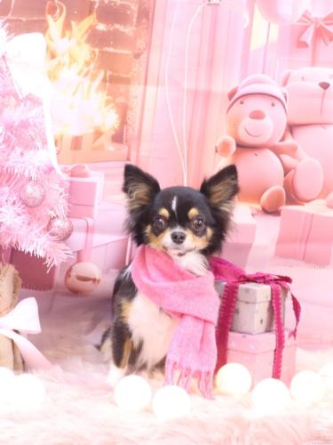 20241219天ちゃん